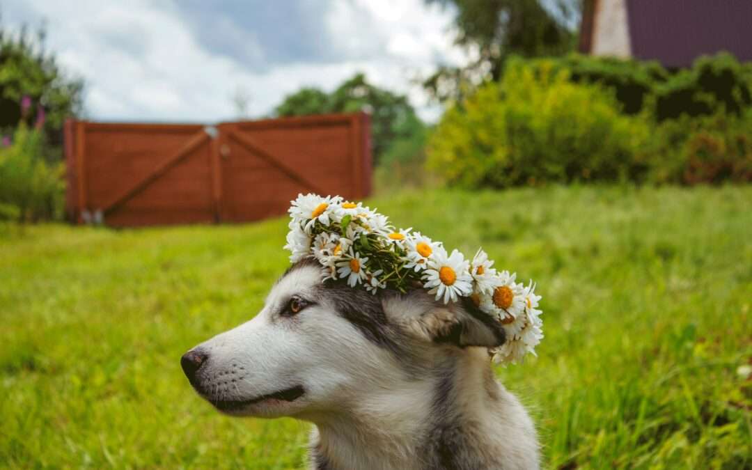 Der gro­ße Bachblüten-Guide